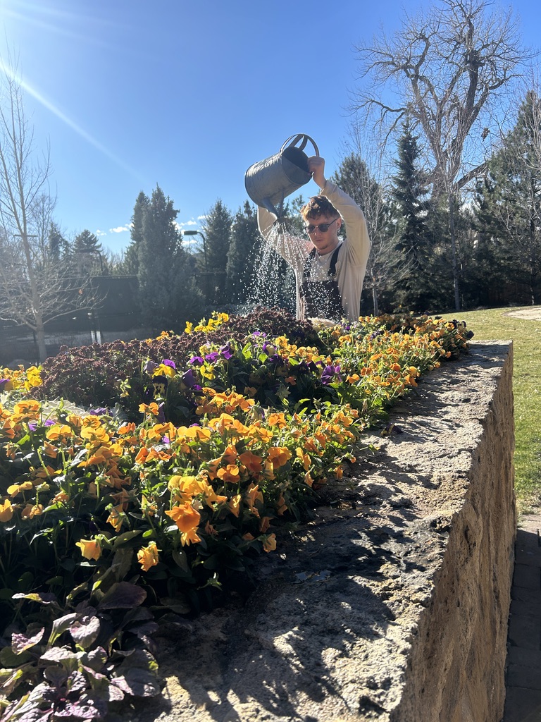 Watering colorful flowers in a garden bed