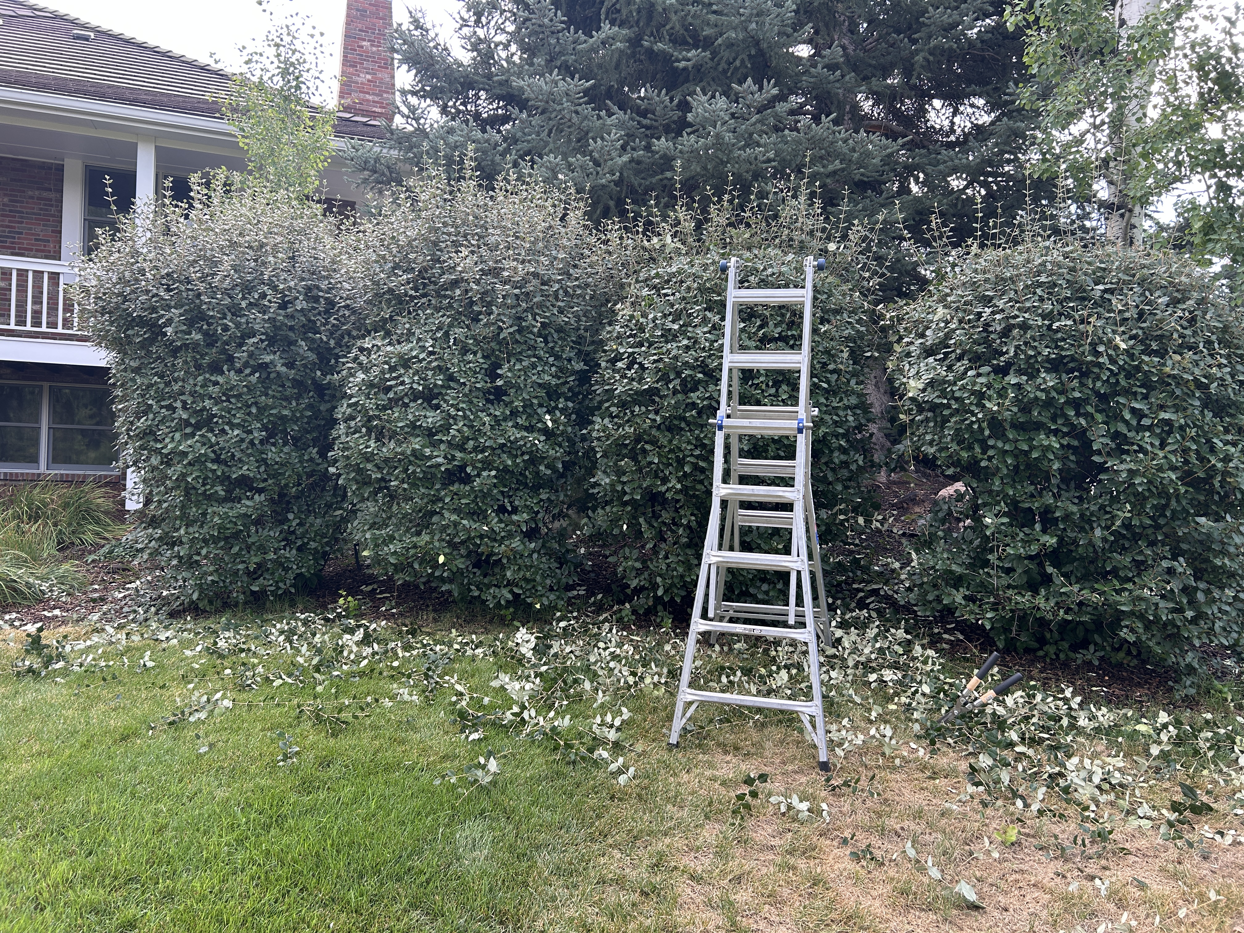 Well-shaped hedge after trimming